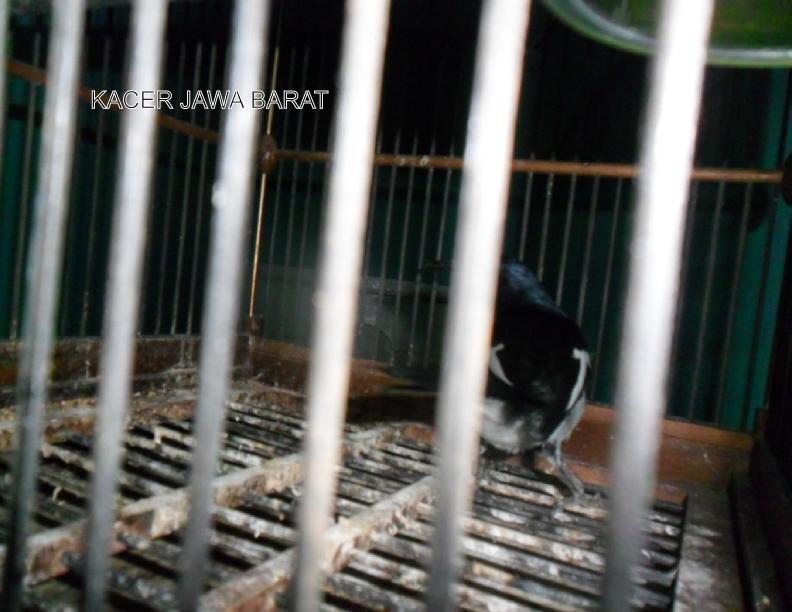Terjual Jual Burung Kacer Jawa Barat Sehat Sangat Nurut Ngepur