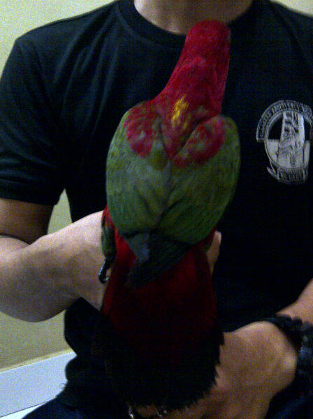 NURI AMBON