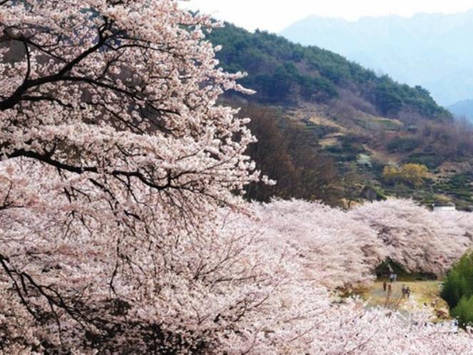 Fenomena Hujan Kelopak Bunga di Korea