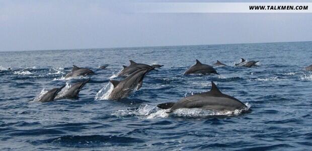 Wisata Dolphin, Teluk Kiluan Lampung