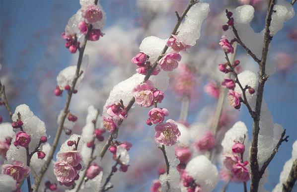 Saat Bunga Blossom Membeku di Kota Misaki