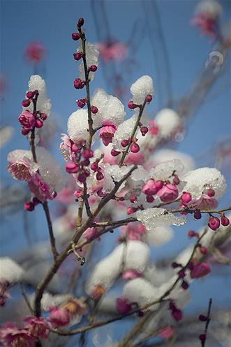 Saat Bunga Blossom Membeku di Kota Misaki