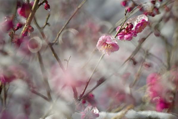 Saat Bunga Blossom Membeku di Kota Misaki