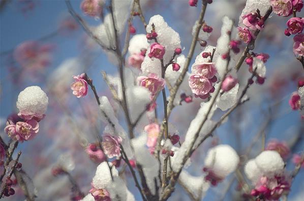 Saat Bunga Blossom Membeku di Kota Misaki