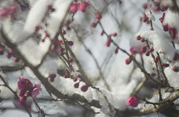 Saat Bunga Blossom Membeku di Kota Misaki