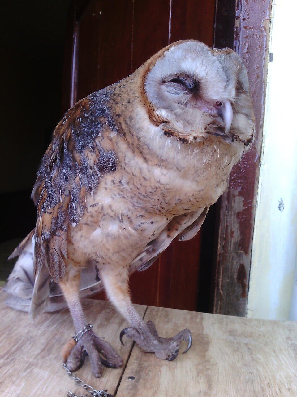 Terjual Jual Burung Hantu Barn Owl Check It Kaskus