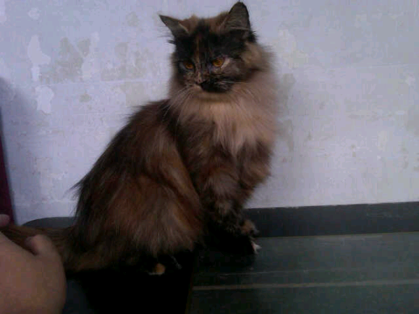 persia medium