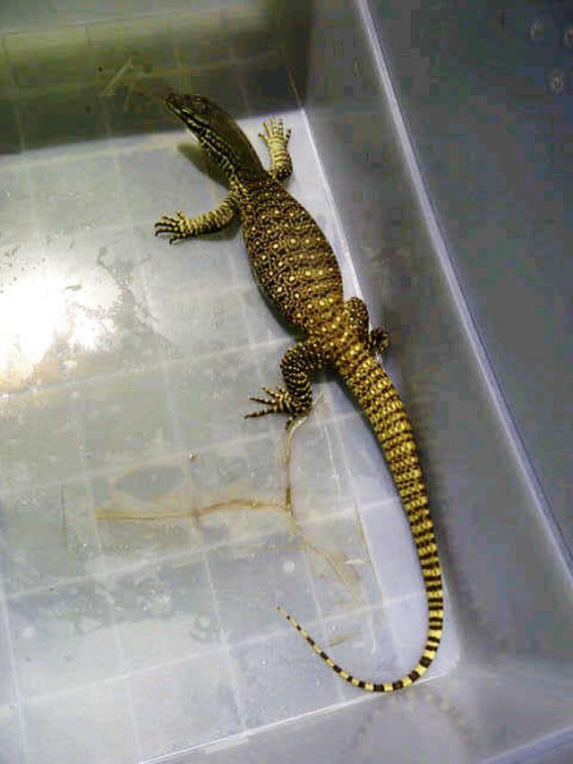  Gambar  Hukum Memakan Daging Biawak Gambar  Hewan  Nyambik di 