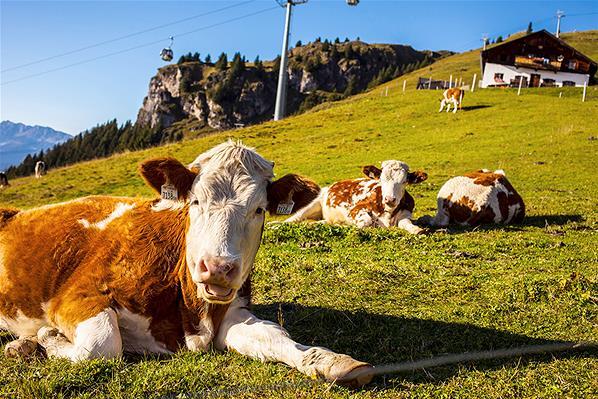 Bila Ke Austria Bersepedalah Di Kitzbühel