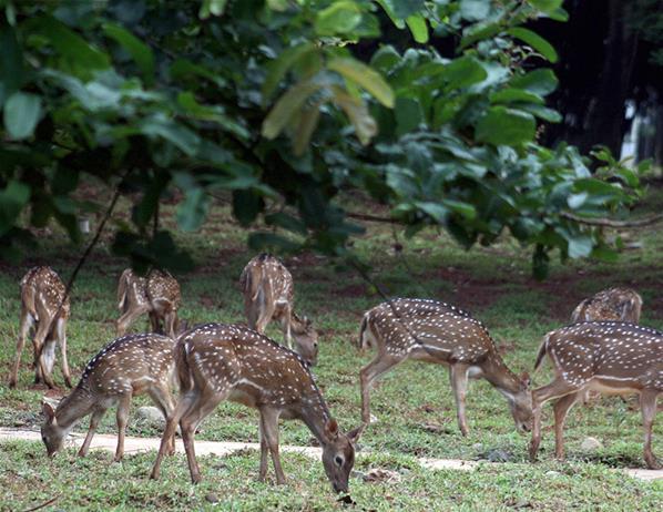 Populasi Rusa di Monas Berlebih 