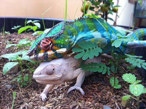 PANTHER CHAMELEON BETINA SUPER RARE !!! KAPAN ADA LAGI? SIAPA CEPAT DIA DAPAT :D