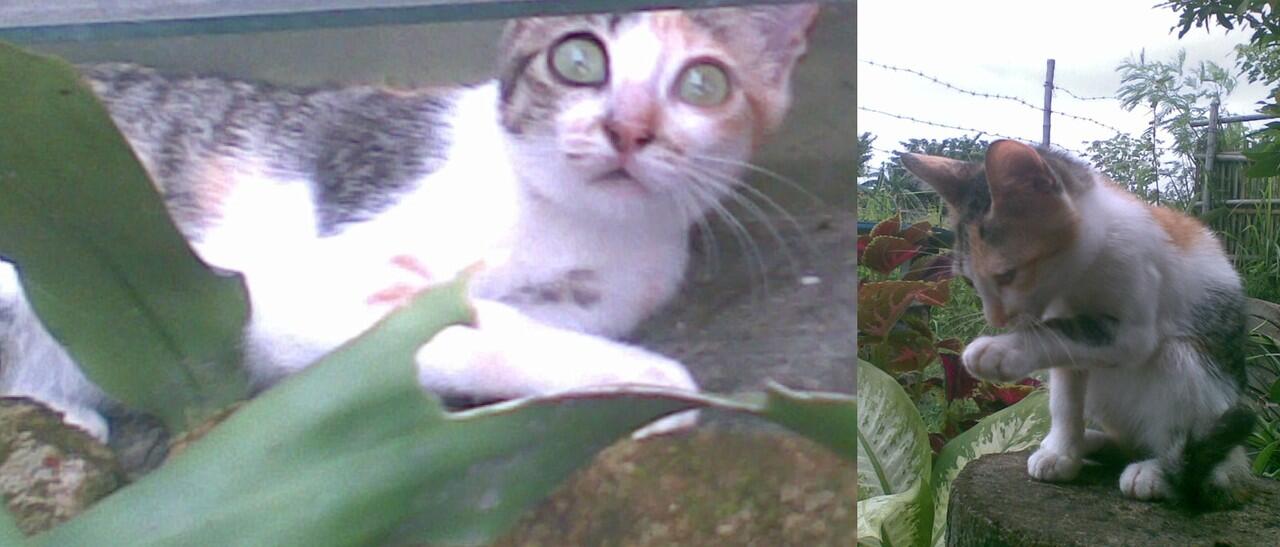 5 Perilaku kucing yang mungkin belum agan ketahui