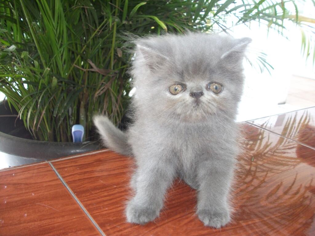 Kriteria Kucing Lucu