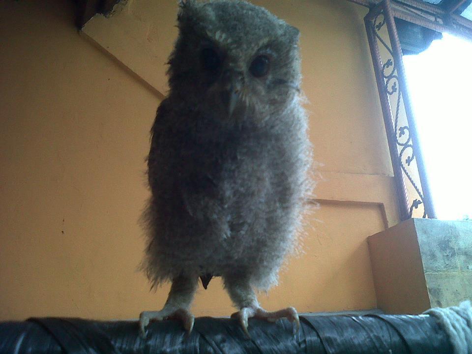 Terjual Barter Burung Hantu Celepuk Ane Masih Brancher Sama Burung