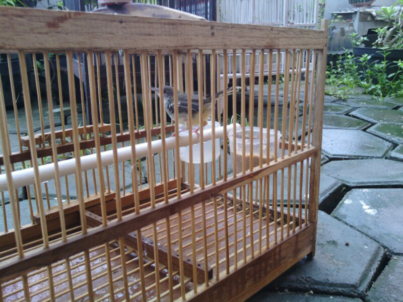 ciblek bocor sepasang semarang