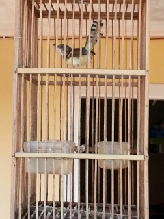 ciblek bocor sepasang semarang