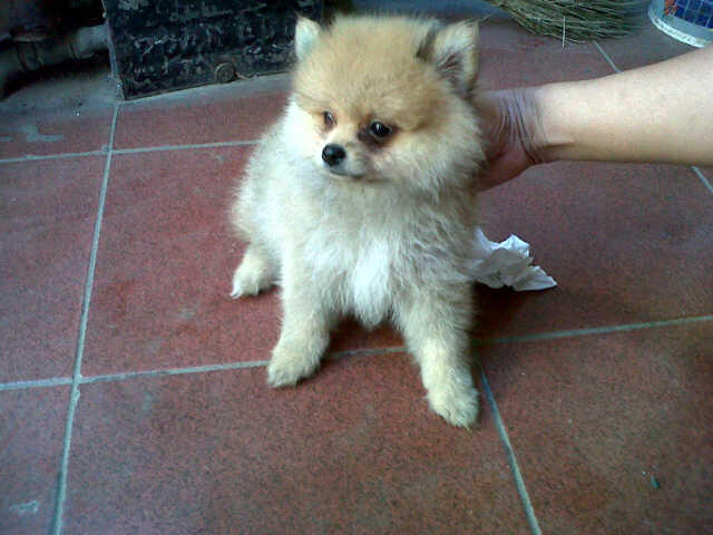 Mini Pom Kualitas Champion.