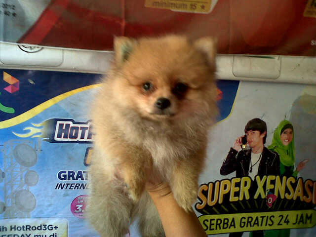 Mini Pom Kualitas Champion.
