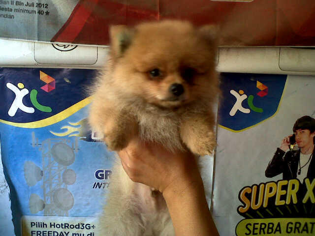 Mini Pom Kualitas Champion.