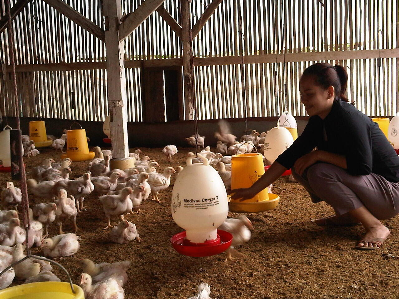 Jual Beli Ayam Kalkun Bandung