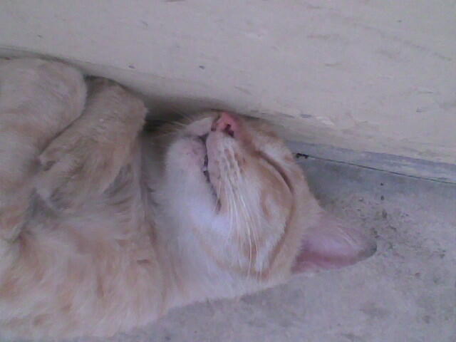 kucing tidur seperti manusia, penggemar kucing MASUK!!!!!