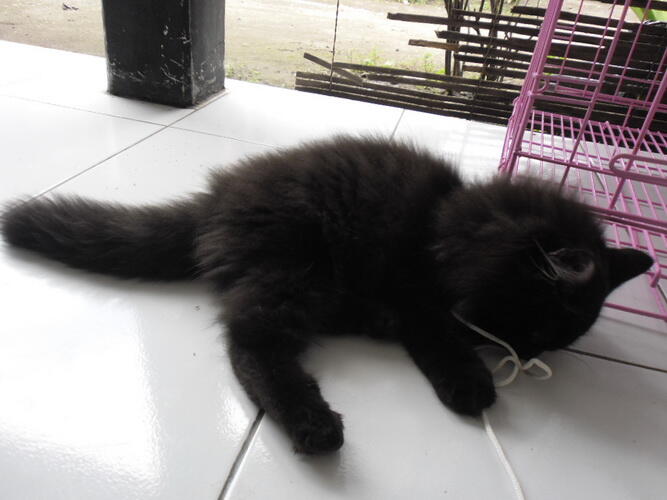 KUCING PERSIA JANTAN