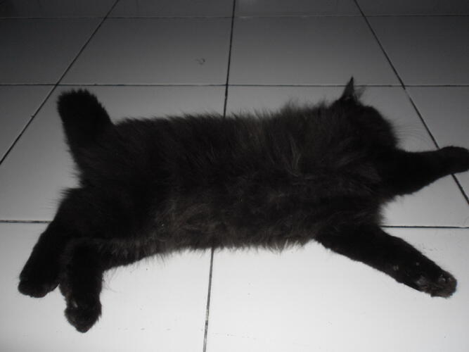 KUCING PERSIA JANTAN