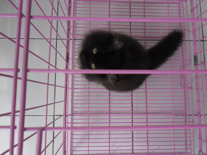 KUCING PERSIA JANTAN
