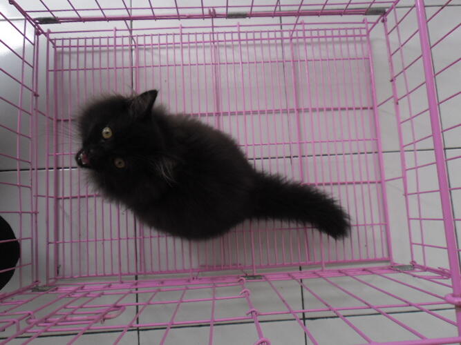 KUCING PERSIA JANTAN