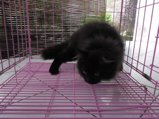KUCING PERSIA JANTAN