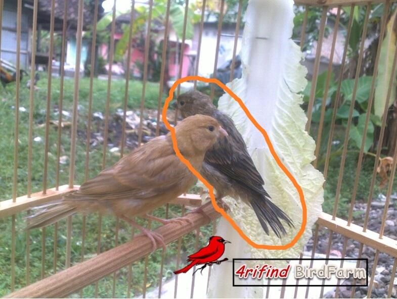 Terjual Kenari Lokal Super Orange Bon Isabel Kaskus