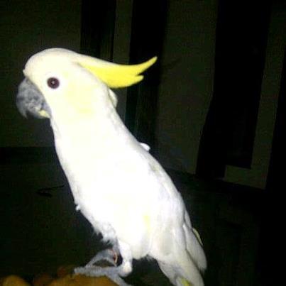 Terjual Kakak Tua Lesser Jambul Kuning Jinak Total Nego Kaskus