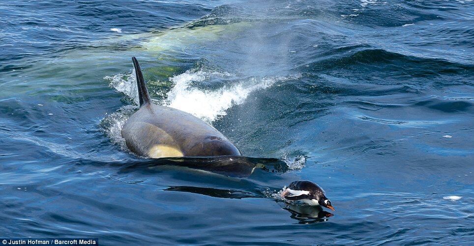 Foto Menakjubkan saat paus pembunuh memburu penguin dan menyeretnya ke kuburan Air