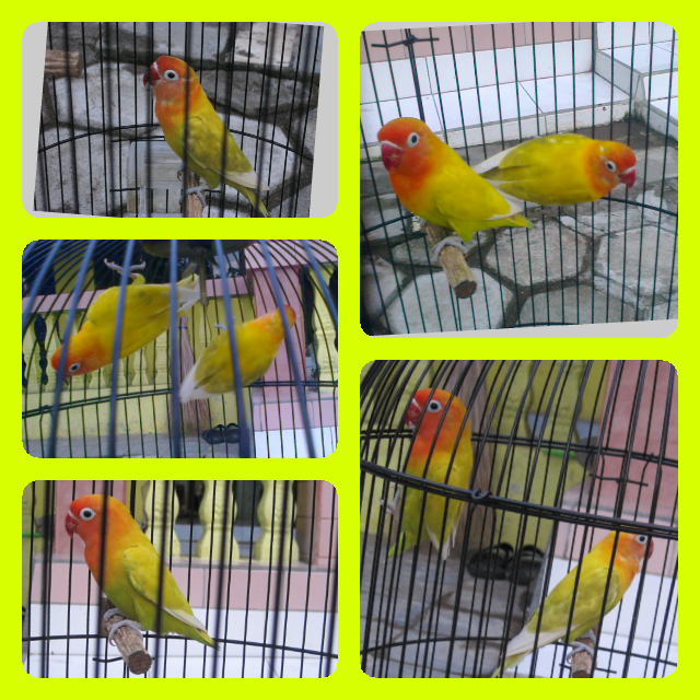 lovebird indukan paskun