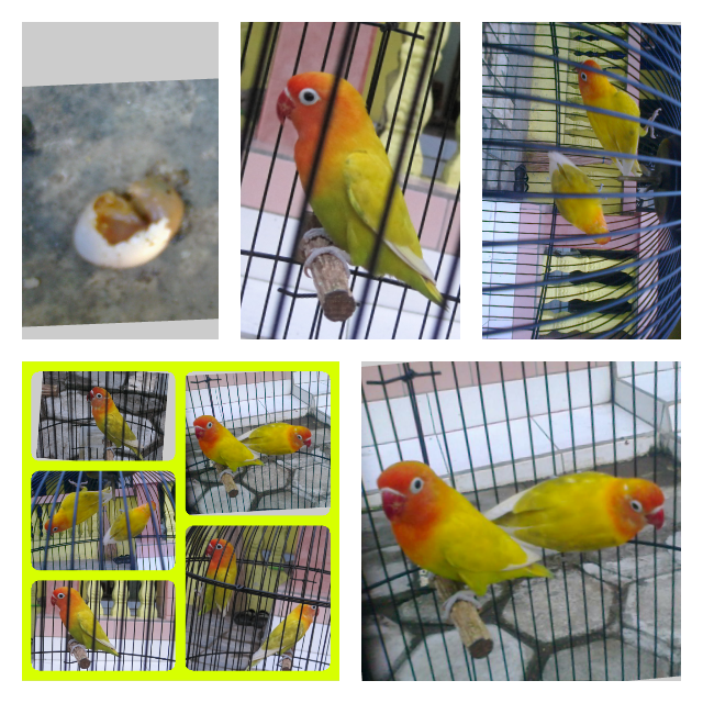 lovebird indukan paskun