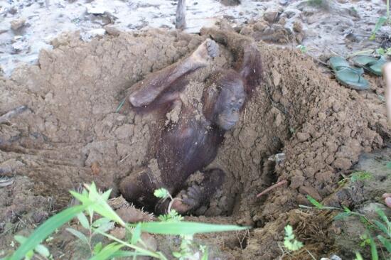 Demi Kelapa Sawit, Ribuan Orangutan Dibantai !!!!!