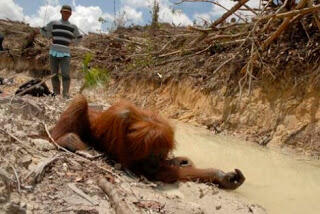 Demi Kelapa Sawit, Ribuan Orangutan Dibantai !!!!!