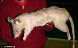 Tikus Raksasa memakan Balita