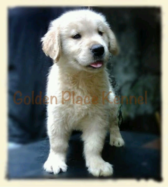 Terjual Jual Anakan Puppies Anjing Golden Retriver Boodline