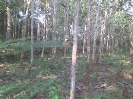 tanah pekarangan