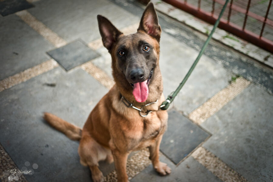 ★★★★ Anjing Belgian Malinois Dog Lovers K9 Police Club ★★★★