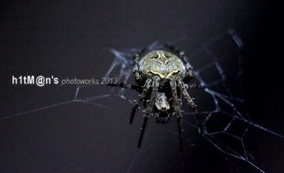 Macro Extension Tube CANON NIKON (Macro Extension Tube)