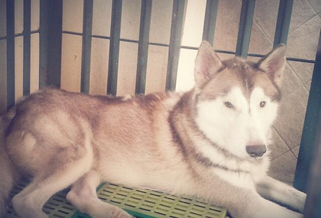 Terjual Jual Cepat Anjing Siberian Husky Bonus Kandang Kaskus