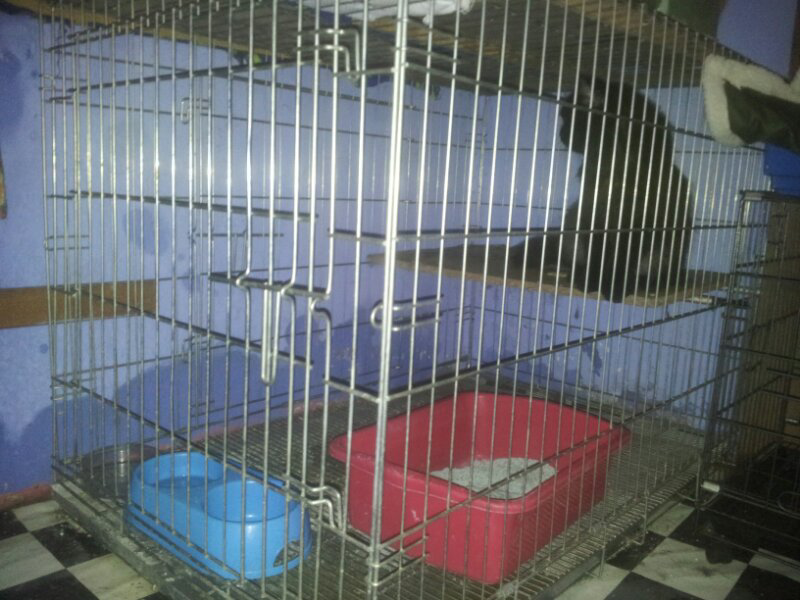 Terjual kandang kucing  anjing ace  hadware ukuran besar 