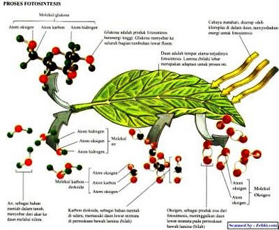 Fotosintesis pada tumbuhan