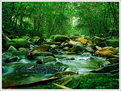 Pentingnya Ekosistem Sungai