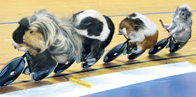 &#91;FOTO&#93; Olimpiade Hamster 