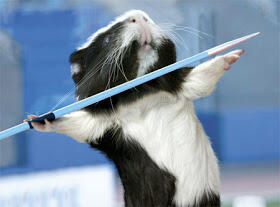 &#91;FOTO&#93; Olimpiade Hamster 