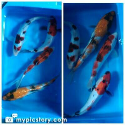 JUAL KOI BLITAR PAKETAN MURMER - BANDUNG