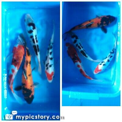 JUAL KOI BLITAR PAKETAN MURMER - BANDUNG